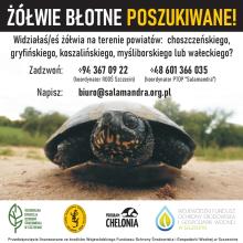 Żółwie błotne poszukiwane
